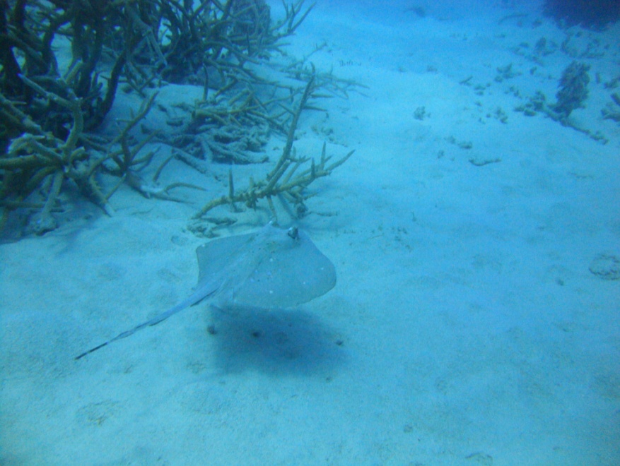 Great Barrier Reef Scuba Diving Australia 7